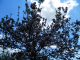 Grossschoenach__028.jpg