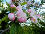 Grossschoenach__029.jpg