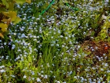 Grossschoenach__072.jpg