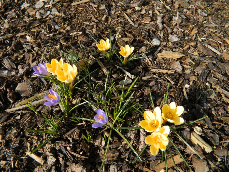 Haisterkirch_Maerz_2013_077.JPG